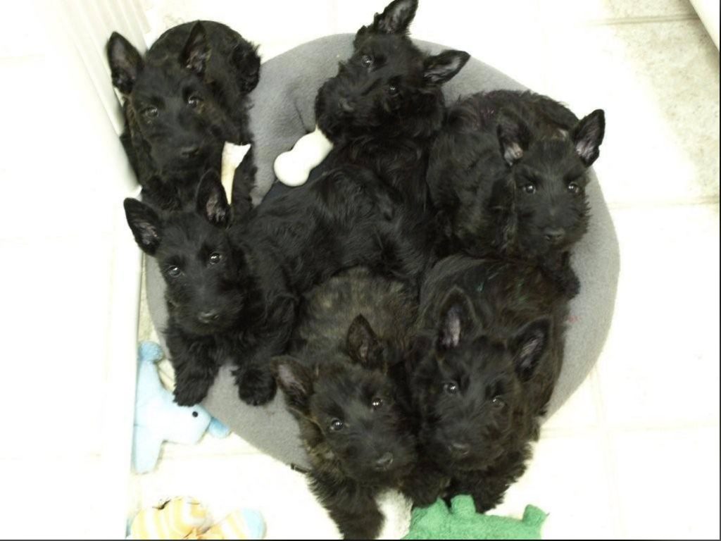 Ritzy pups