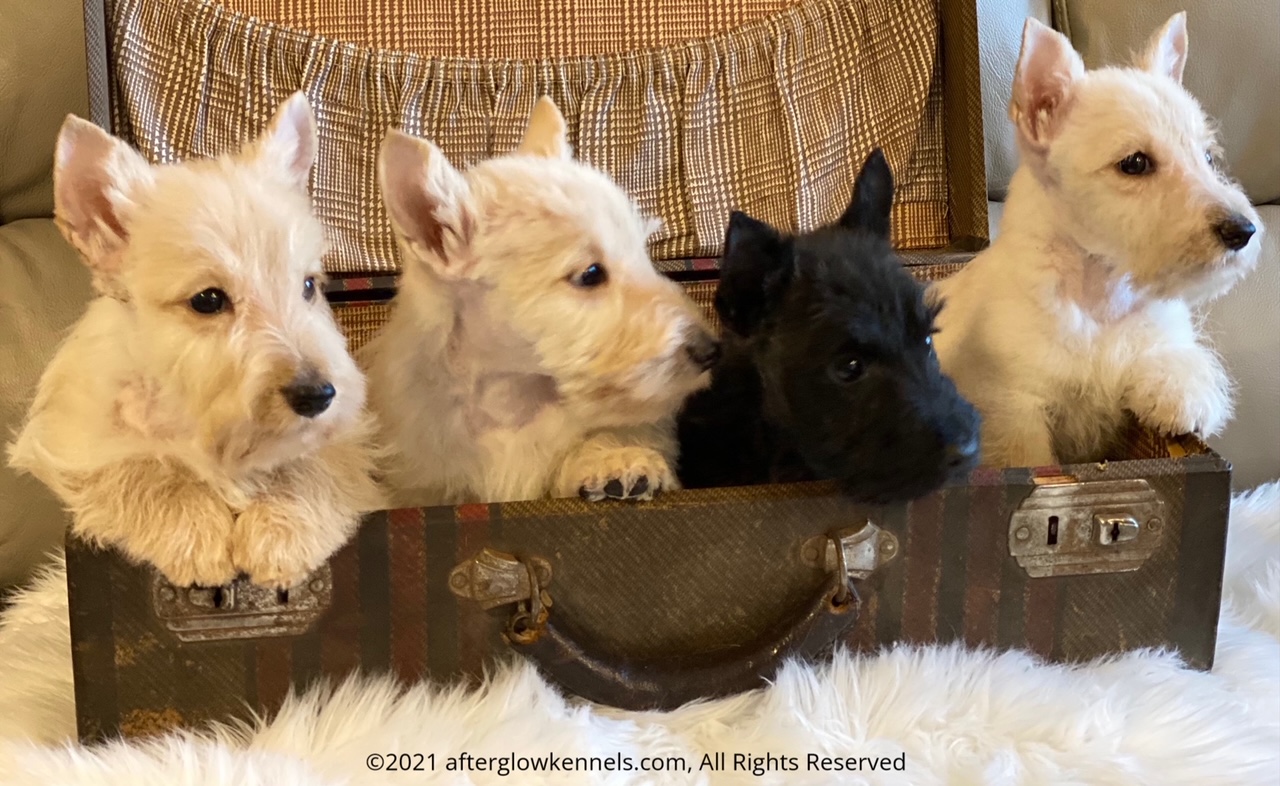 puppies