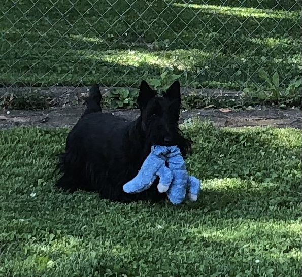 Puppy Pic