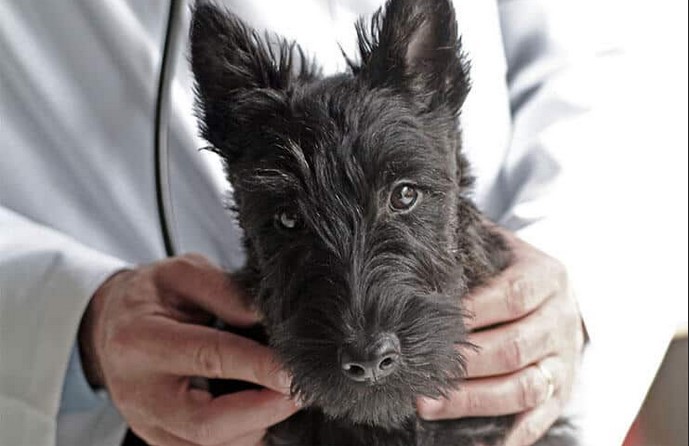 scottie at the vets