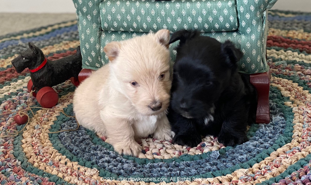 Nicky and Nash puppies March 2021 WM (10)